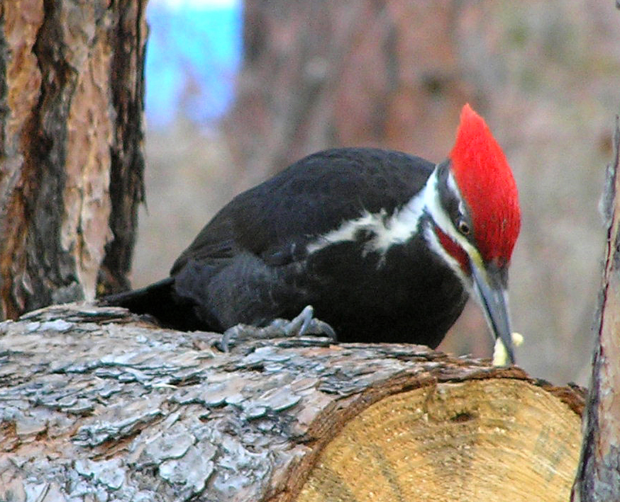 Pileated Woodpecker, male