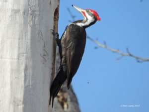 Pileated Woodpecker, male