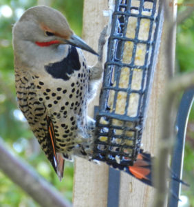 Male Northern Flicker