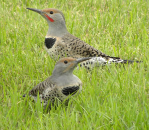Northern Flicker pair