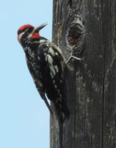 Red-naped Sapsucker