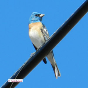 Lazuli Bunting