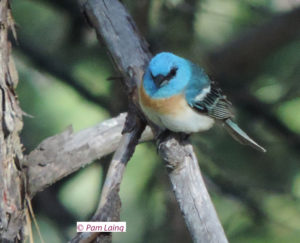 Lazuli Bunting