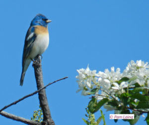 Lazuli Bunting