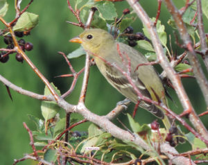 Western Tanager juvenile