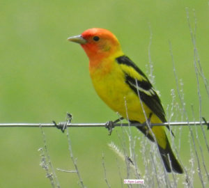 Western Tanager