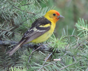 Western Tanager