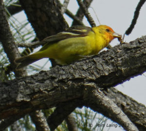 Western Tanager