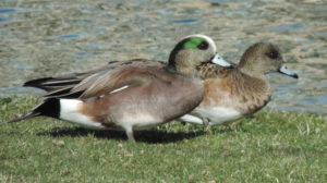 American Wigeon