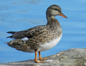 Gadwall female
