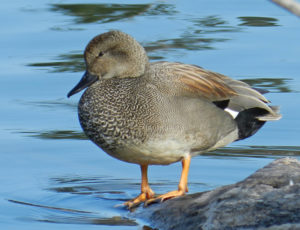 Gadwall male