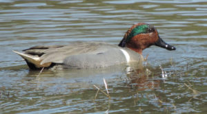 Green-winged male duck