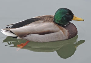 Mallard duck