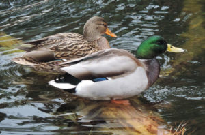 Mallard pair