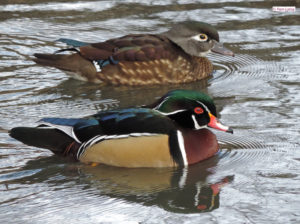 Wood Duck pair