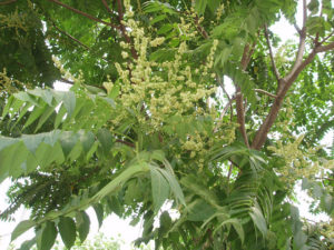 Tree of Heaven flower