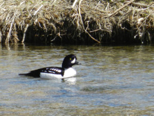 Barrow's Goldeneye