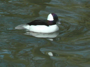 Bufflehead