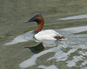 Canvasback duck