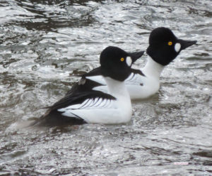 Common Goldeneye ducks