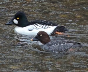 Common Goldeneye