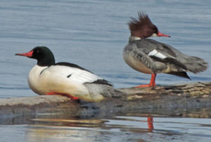 Common Merganser