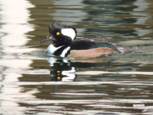 Hooded Merganser
