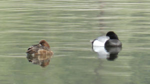 Lesser Scaup