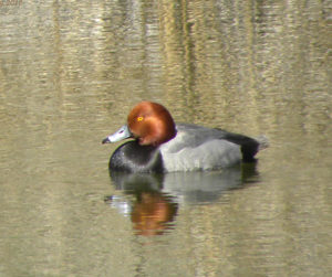 Redhead duck