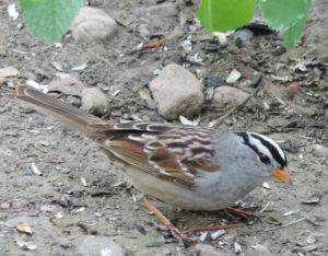 White-crowned Sparrow