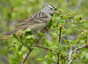 White-crowned Sparrow