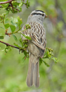 White-crowned Sparrow