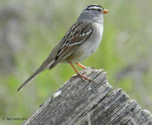 White-crowned Sparrow
