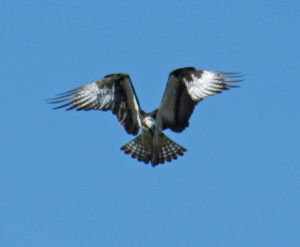 Osprey