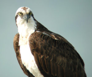 Osprey juvenile