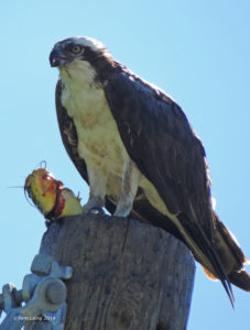 Osprey male
