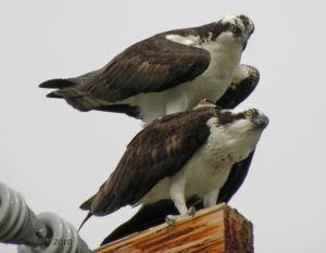 Mating Osprey