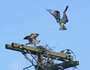 Pair of Osprey building a nest