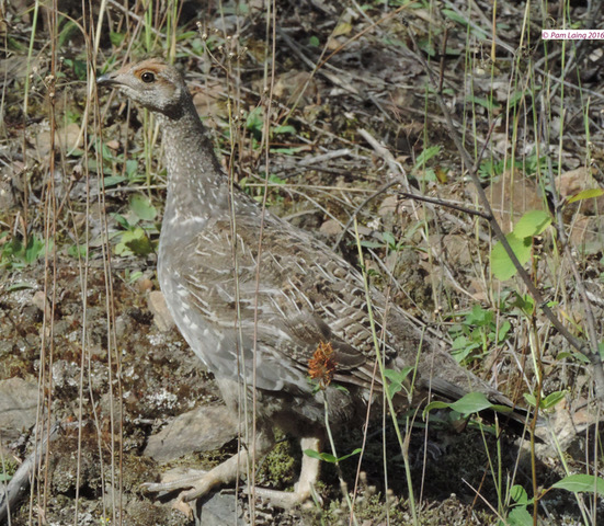 Dusky Grouse Juvenile