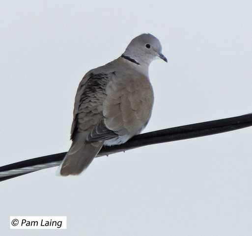 Eurasian Collared Dove