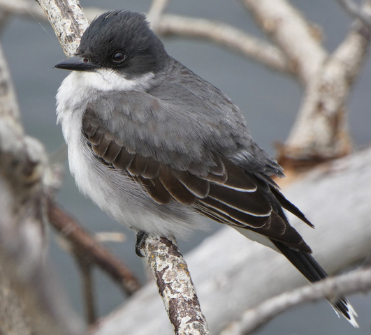 Eastern Kingbird adult
