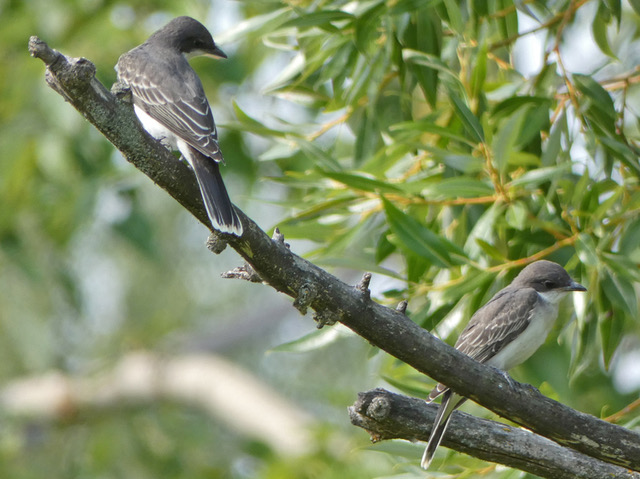 Two juvenile Eastern Kingbirds in late summer