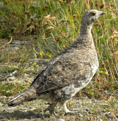 Dusky Grouse