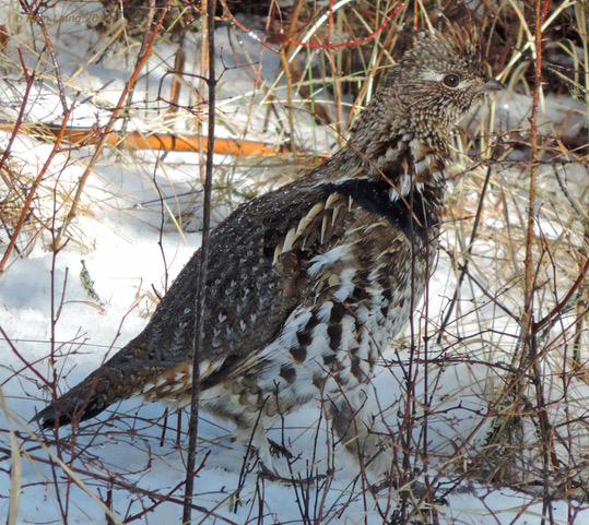 Ruffed Grouse