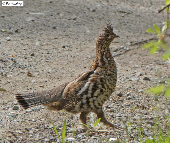 Ruffed Grouse Adult