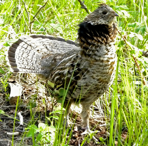 Ruffed Grouse Female