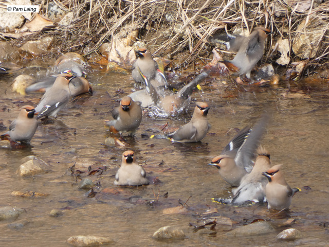 Bohemian Waxwings bathing