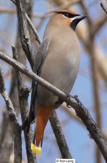 Bohemian Waxwing