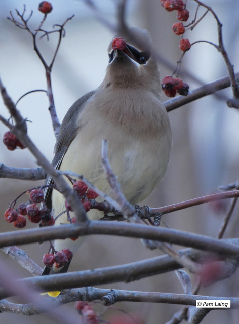 Cedar Waxwing