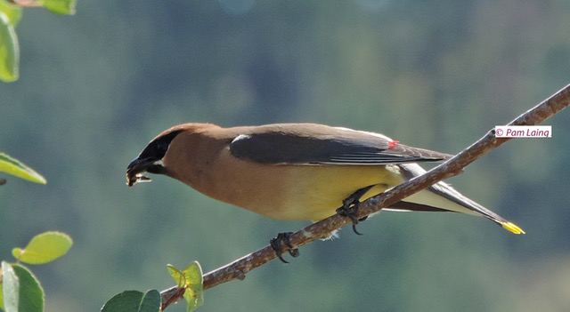 Cedar waxwing wing pattern